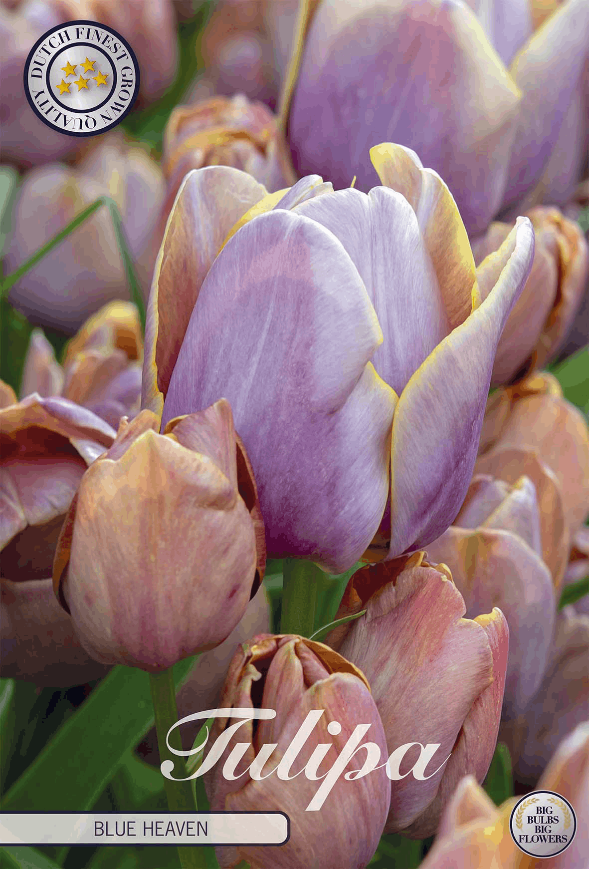 Tulipa Blue Heaven - BLOM Garden capper image