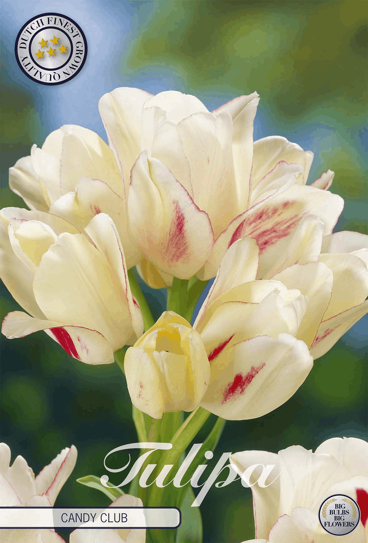 Tulipa Snoepclub
