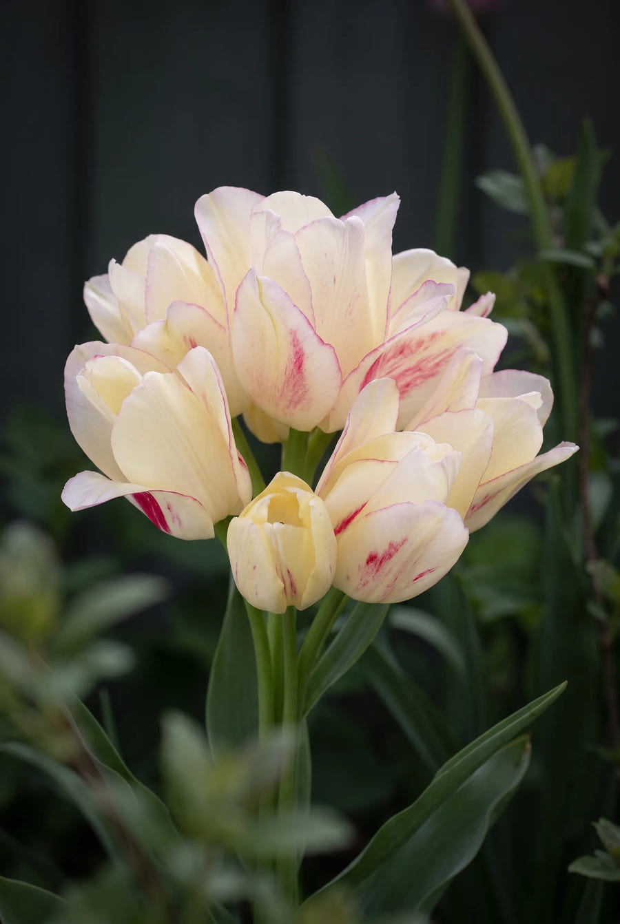 Tulipa Candy Club — sfeerbeeld