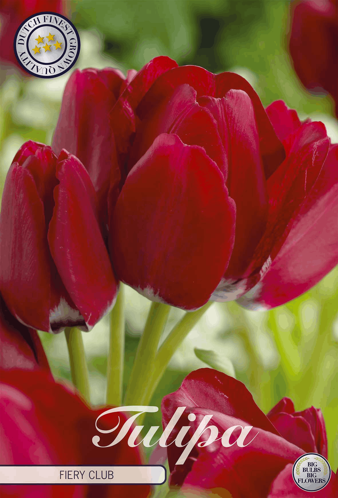 Tulpen Vurige Club