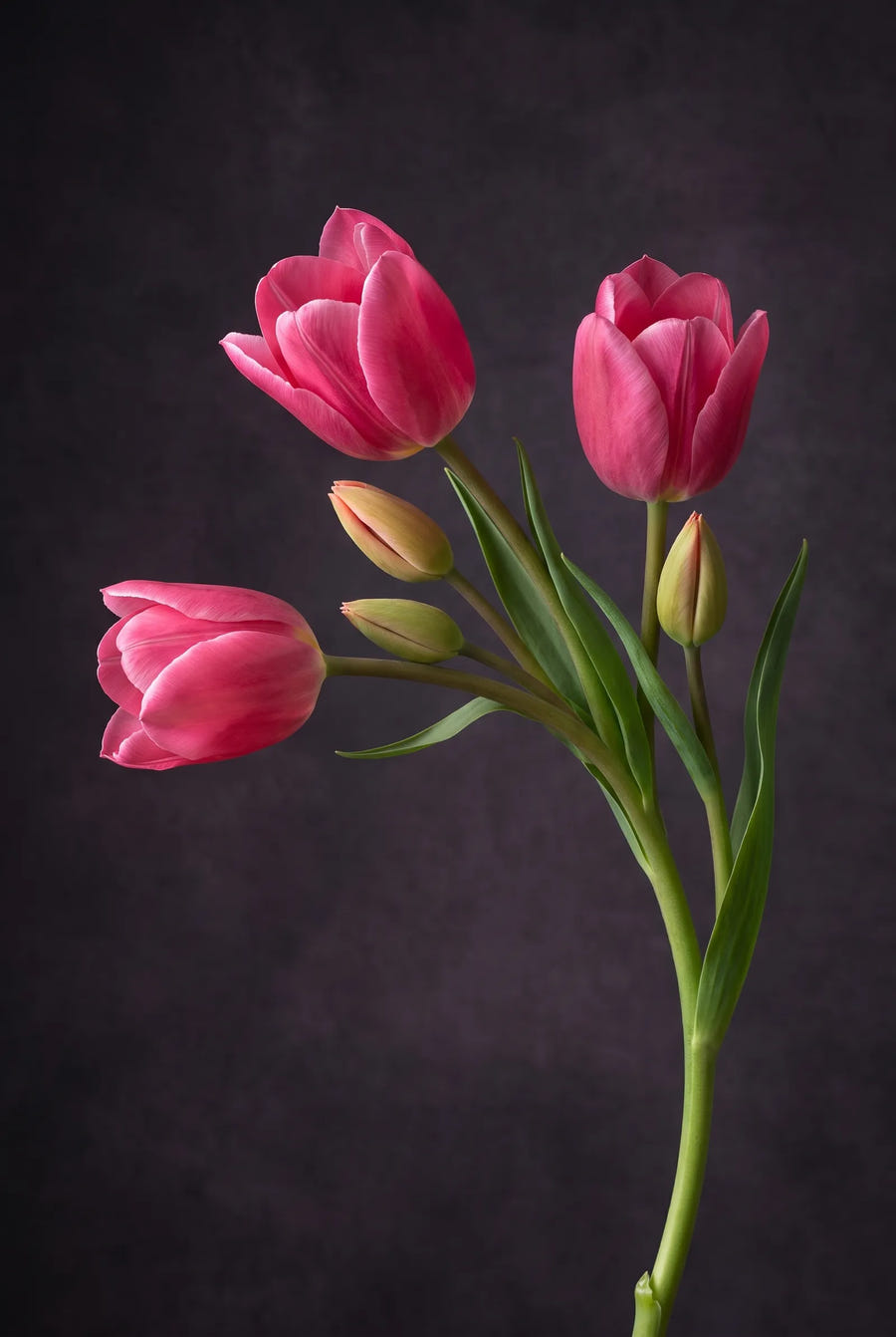 Tulipa Happy Family — sfeerbeeld