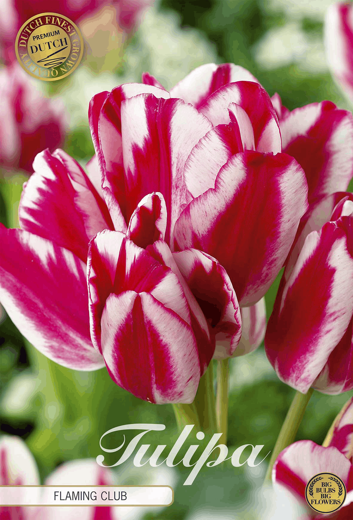 Tulpen Vlammende Club