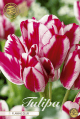 Tulpen Vlammende Club