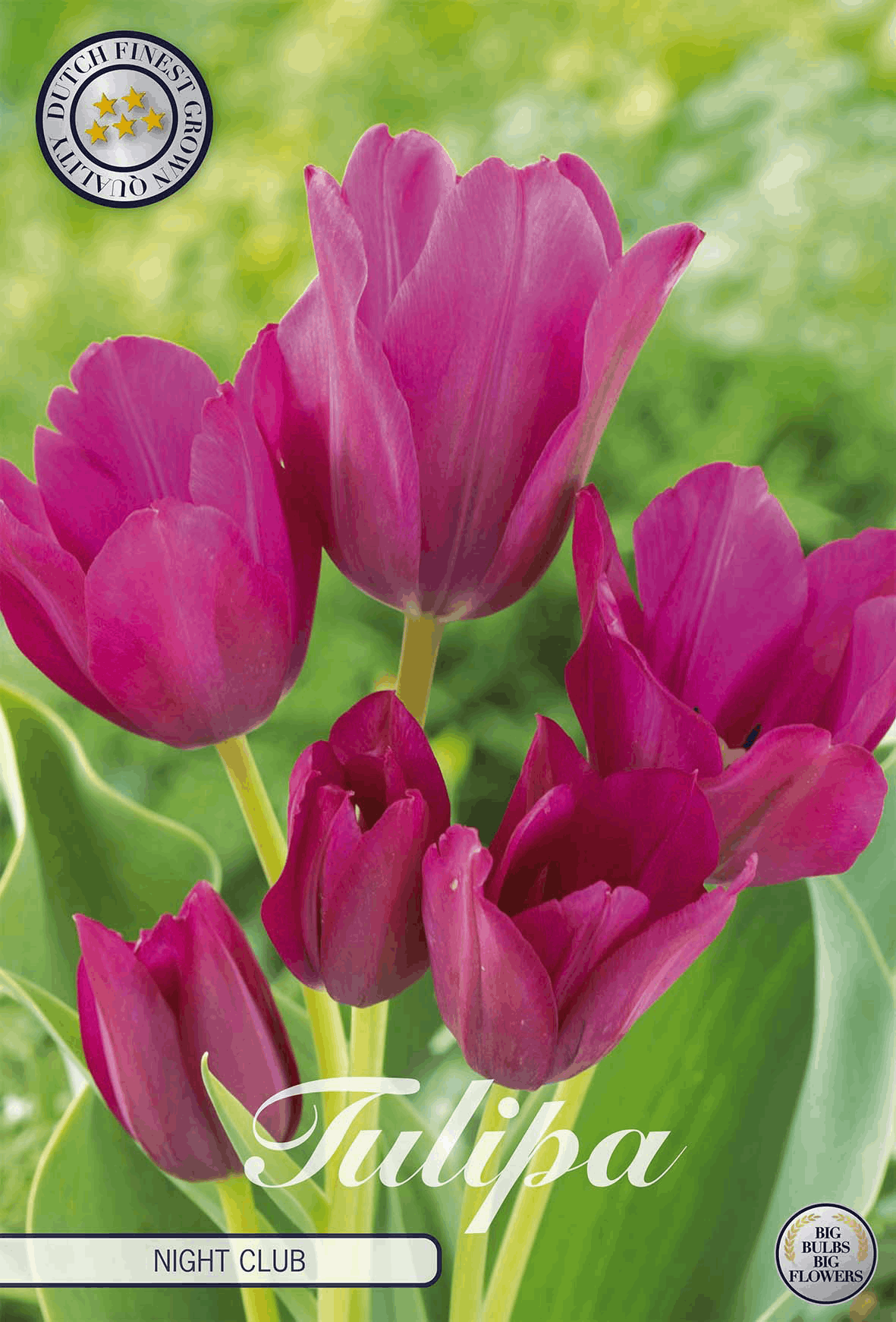 Tulipa Nachtclub