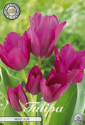 Tulipa Nachtclub