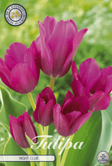 Tulipa Nachtclub