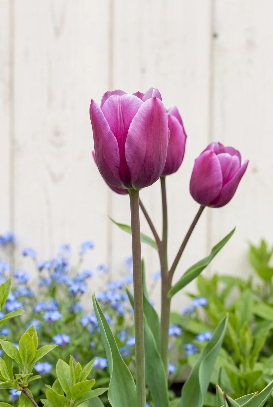 Tulipa Night Club — close-up van de bloem