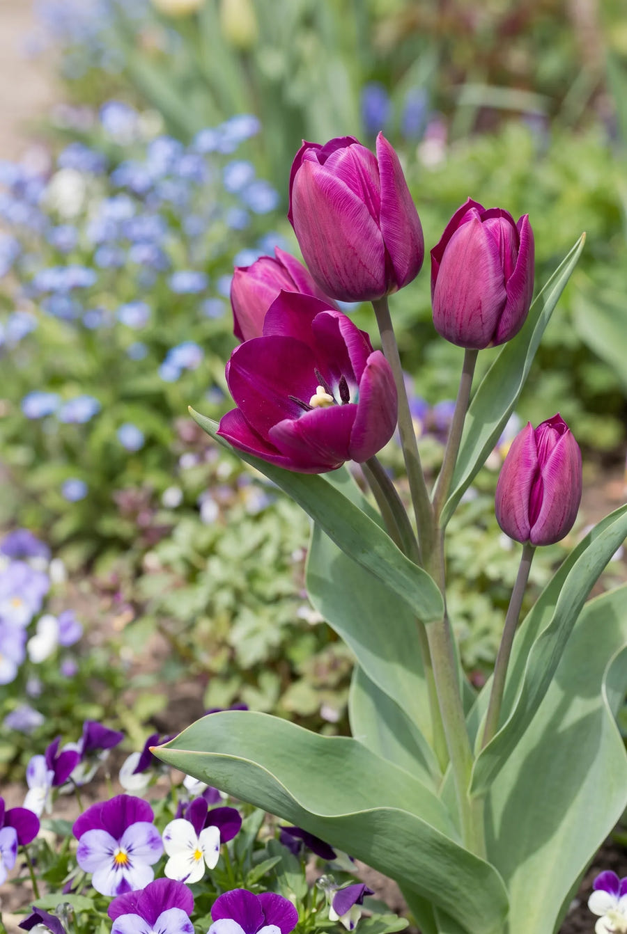 Tulipa Night Club — close-up van de bloem