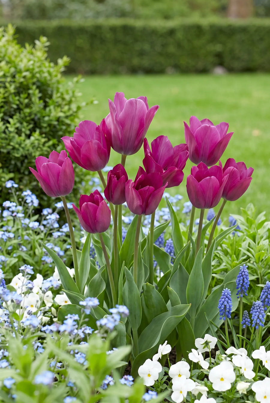 Tulipa Night Club — groep in de tuinborder