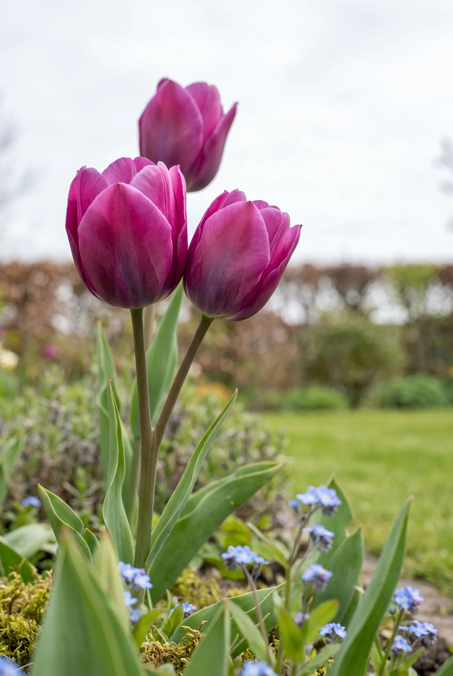 Tulipa Night Club — sfeerbeeld