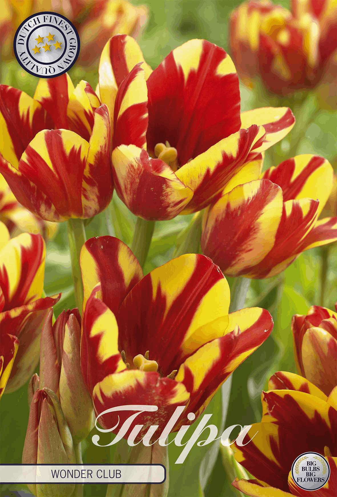Tulpen Wonderclub