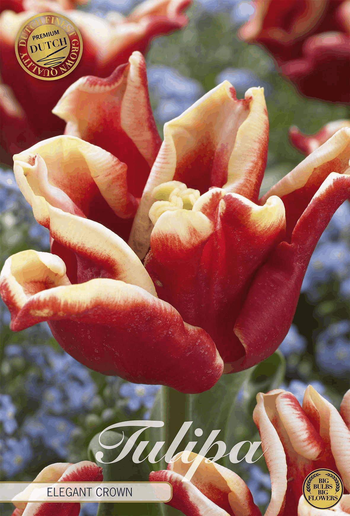 Tulp Elegante Kroon