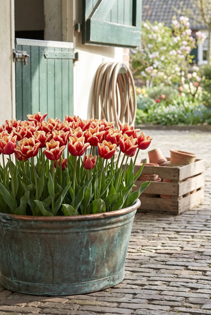 Tulipa Elegant Crown — in pot op terras