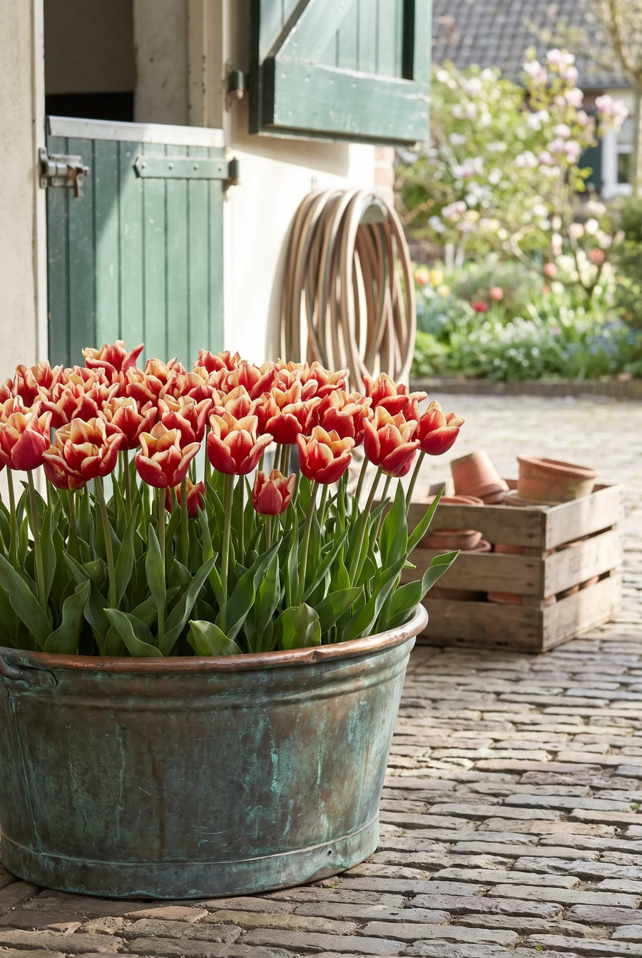 Tulipa Elegant Crown — in pot op terras