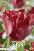 Tulpenjurk in rood