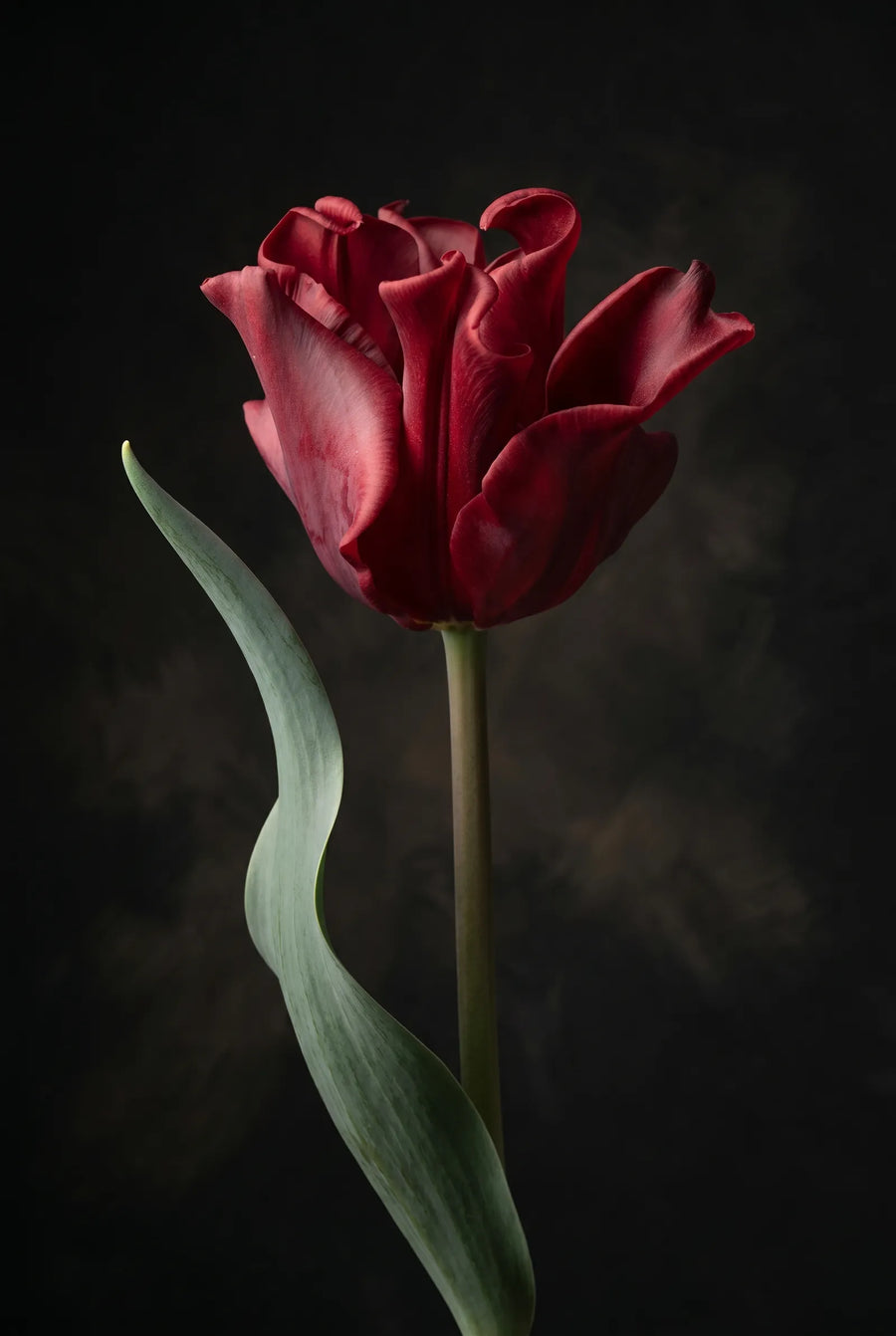 Tulipa Red Dress — sfeerbeeld