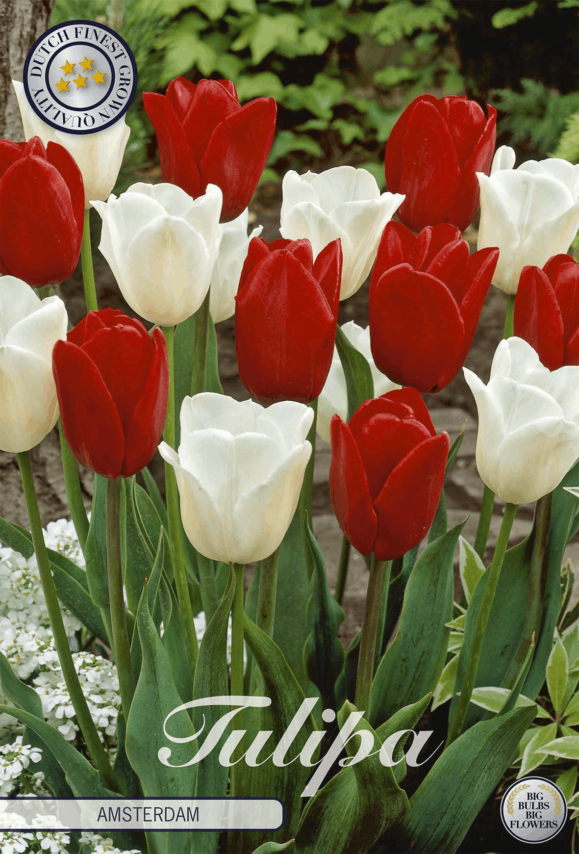 Tulpen Amsterdam