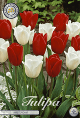 Tulpen Amsterdam