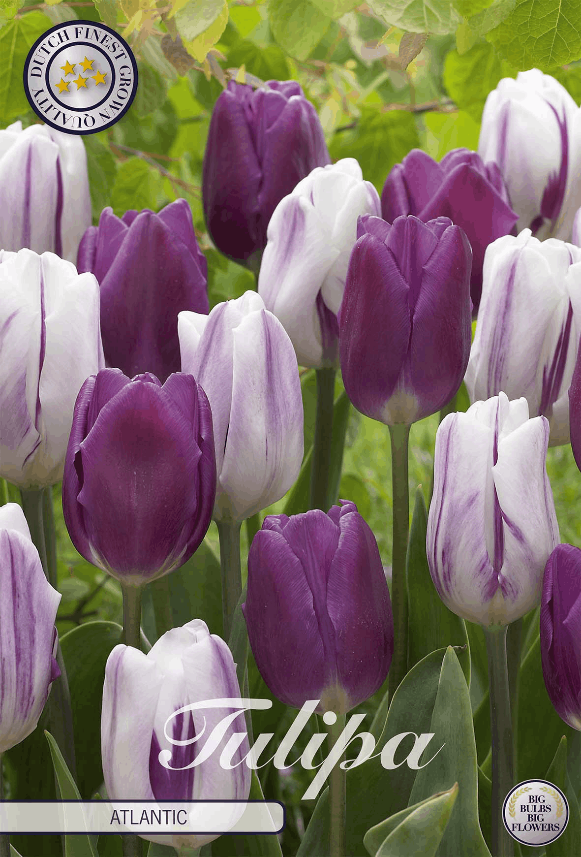 Tulp Atlantische Oceaan
