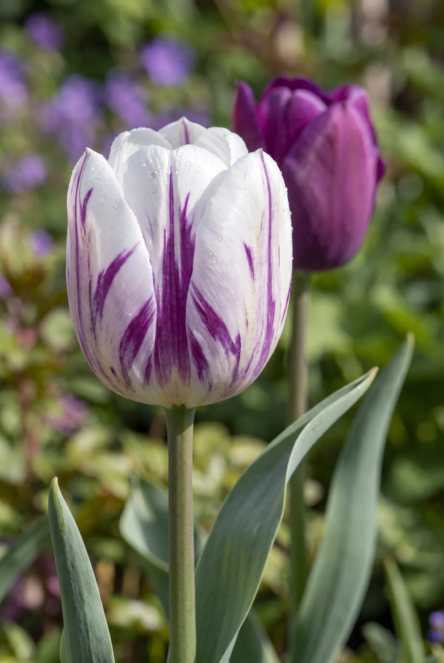 Tulipa Atlantic — close-up van de bloem