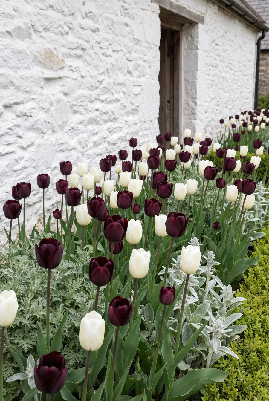 Tulipa Black Jacky — in de border