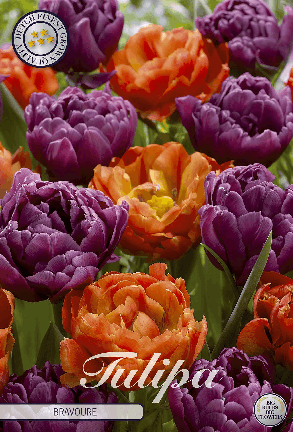 Tulp Bravore