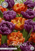 Tulp Bravore
