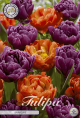 Tulp Bravore