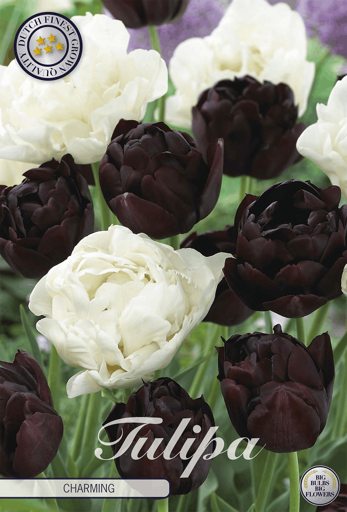 Tulp Charmant