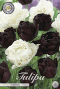 Tulp Charmant