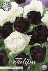Tulp Charmant