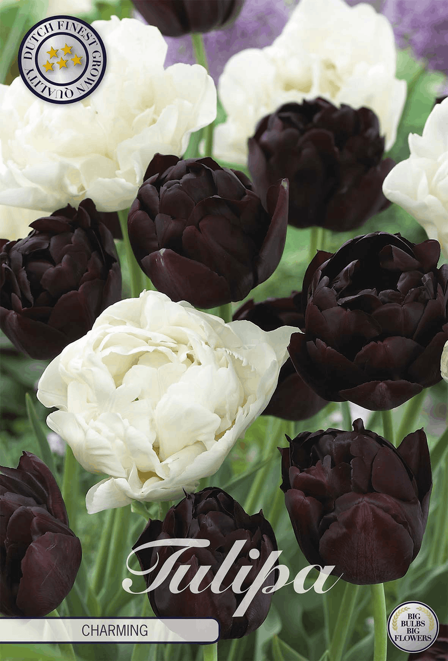 Tulp Charmant