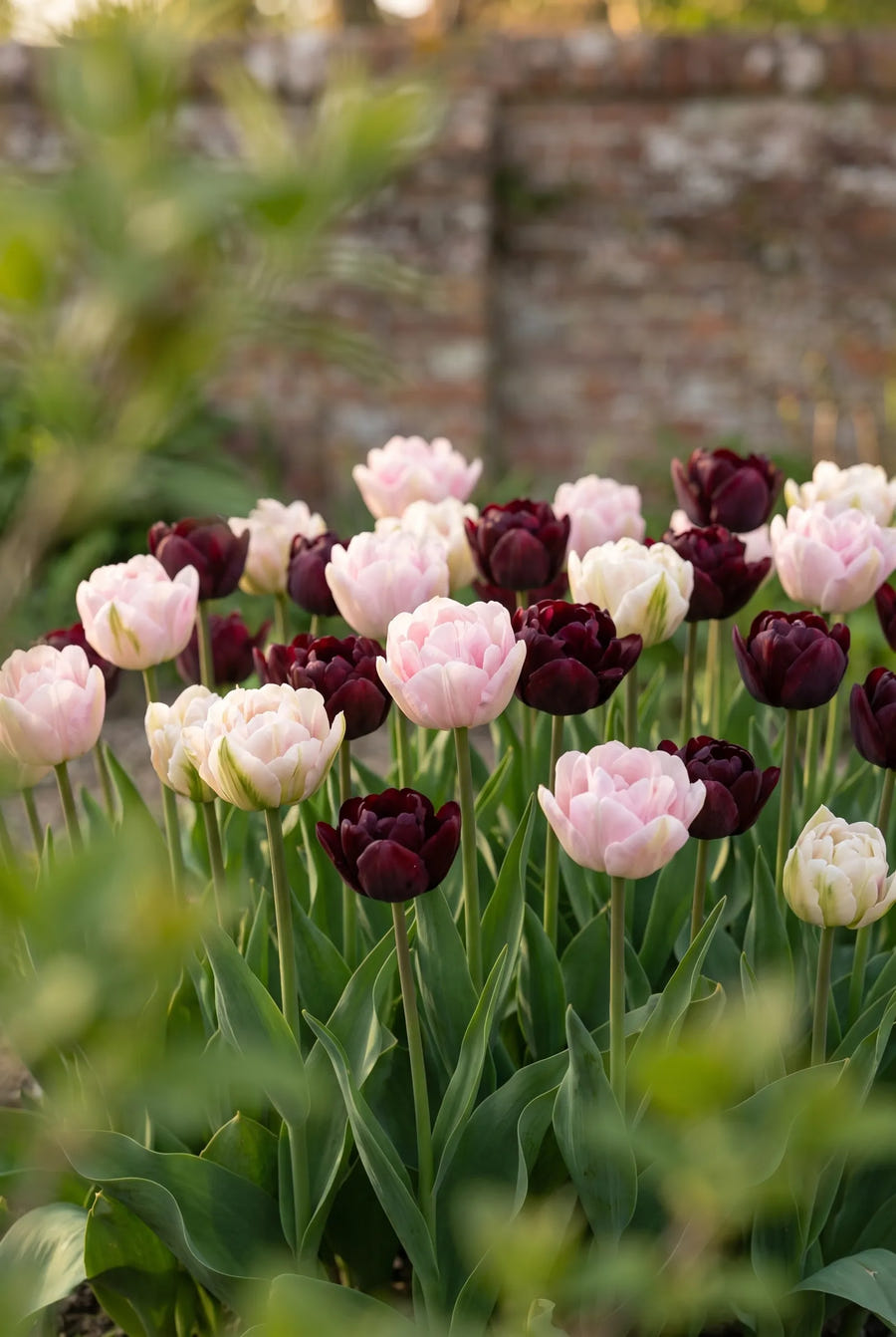 Tulipa Double Dutch — in de tuin