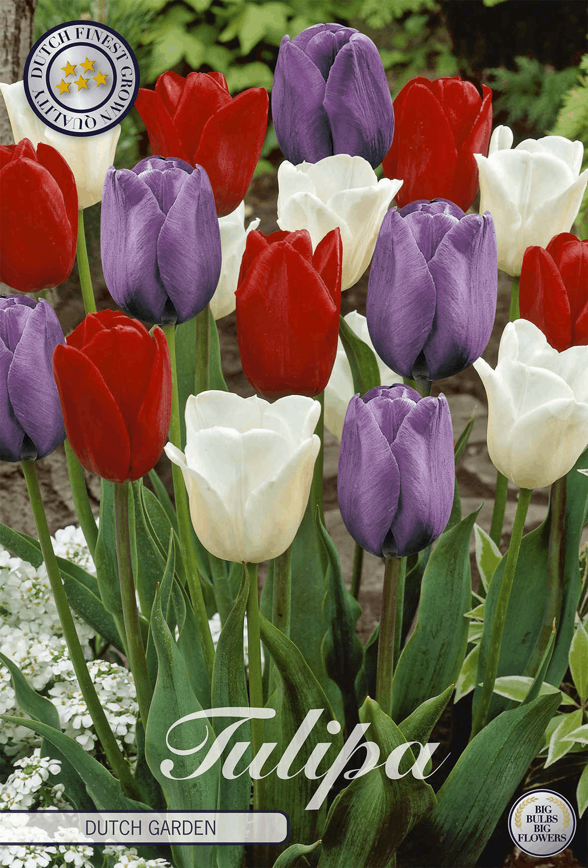 Tulpen Hollandse Tuin