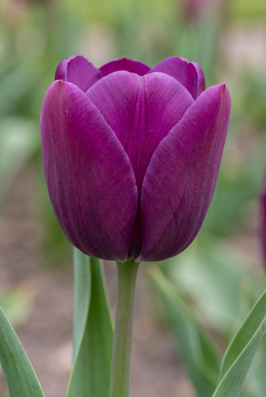 Tulipa Dutch Garden — close-up van de bloem