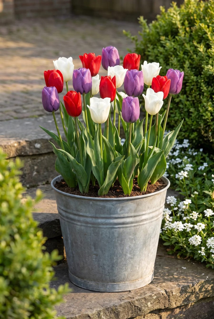 Tulipa Dutch Garden — in pot op terras