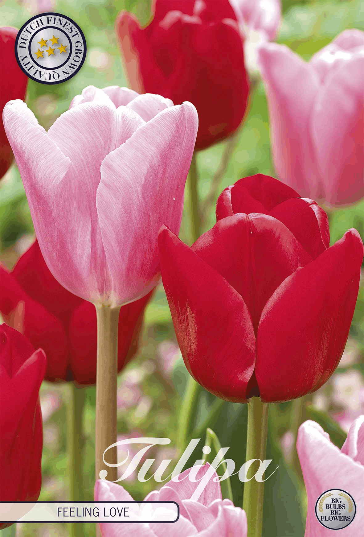 Tulipa voelt liefde
