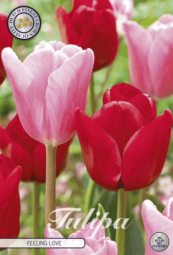 Tulipa Feeling Love