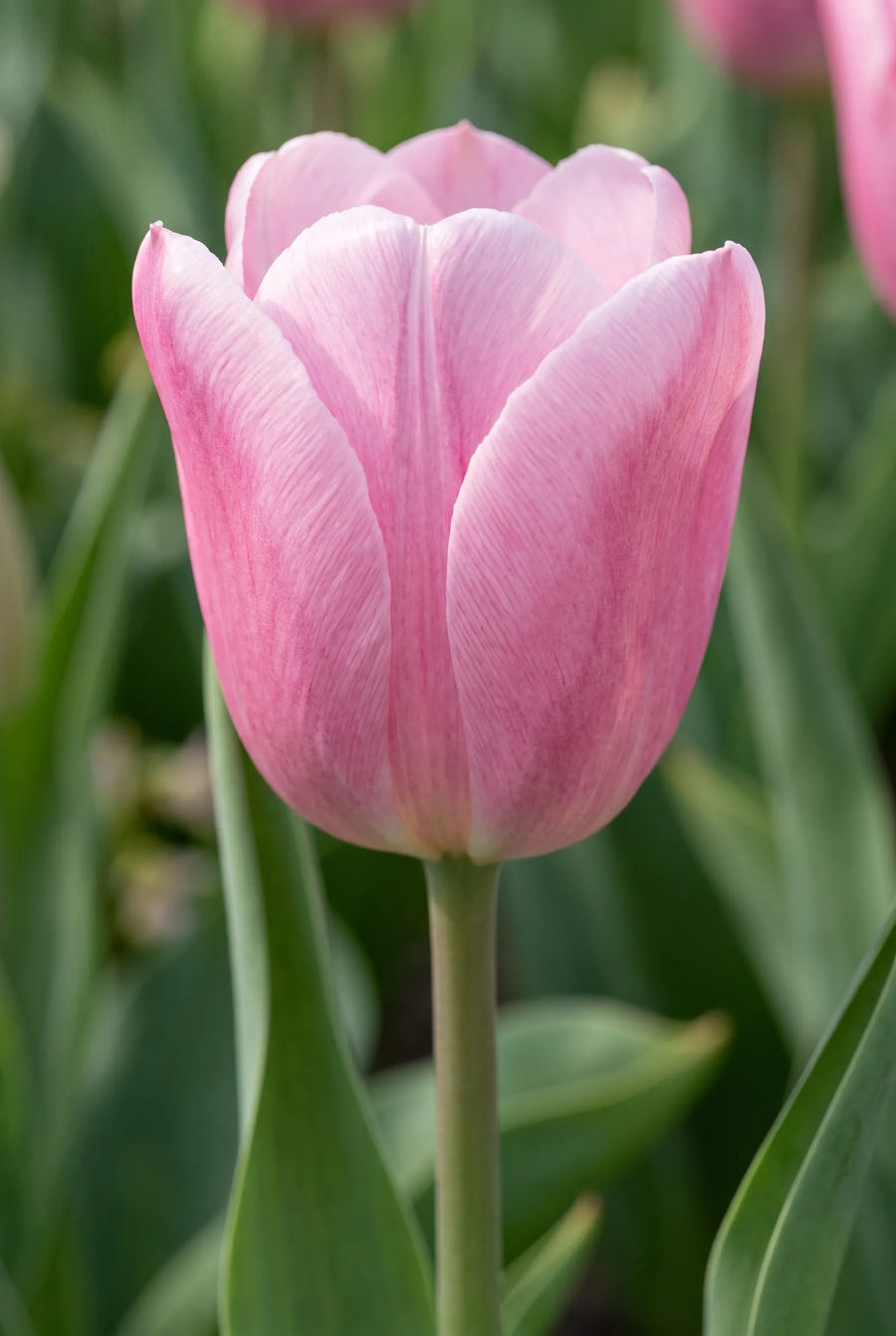Tulipa Feeling Love — close-up van de bloem