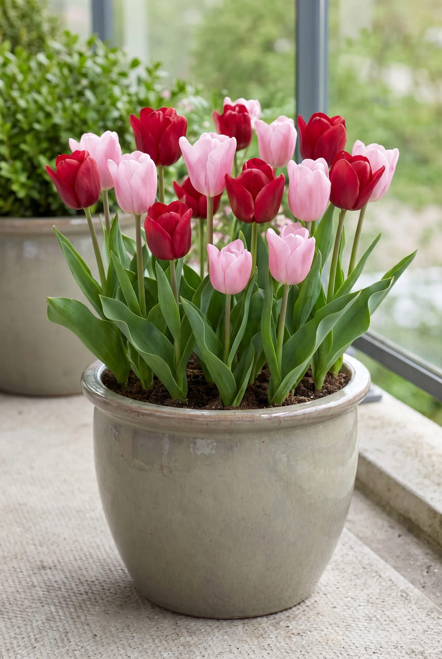 Tulipa Feeling Love — in pot op terras