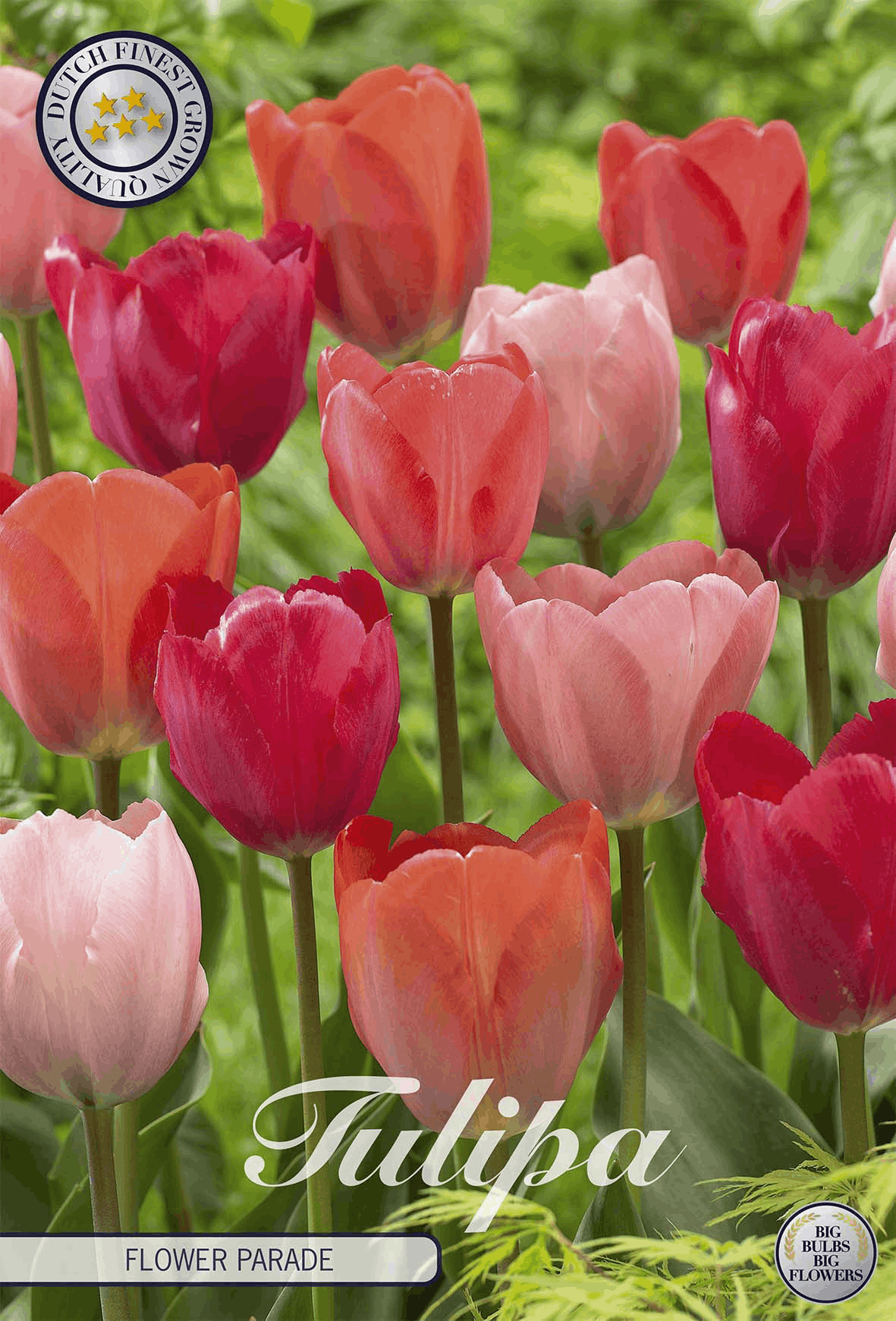Tulpenbloemenparade