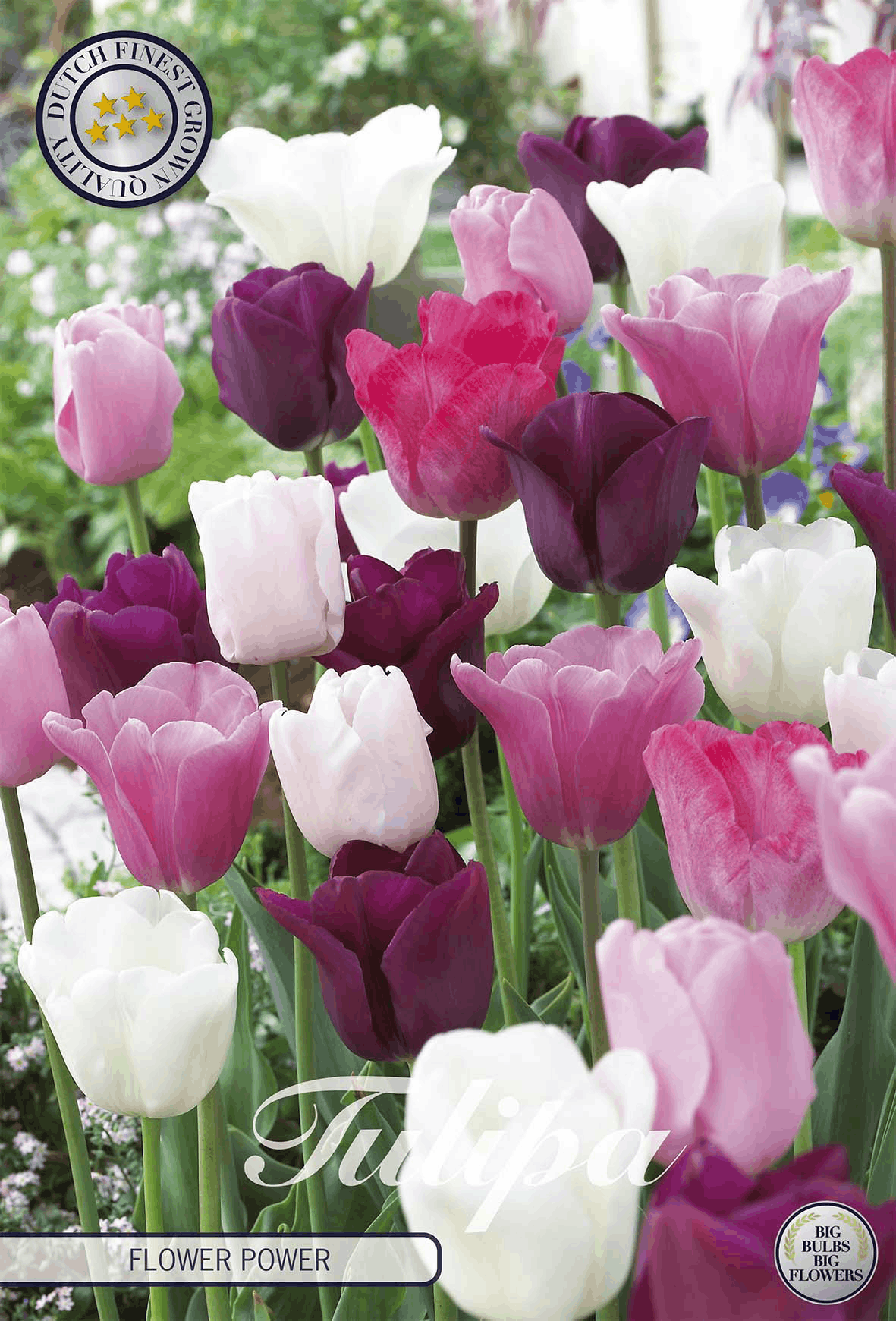 Tulipa Flower Power