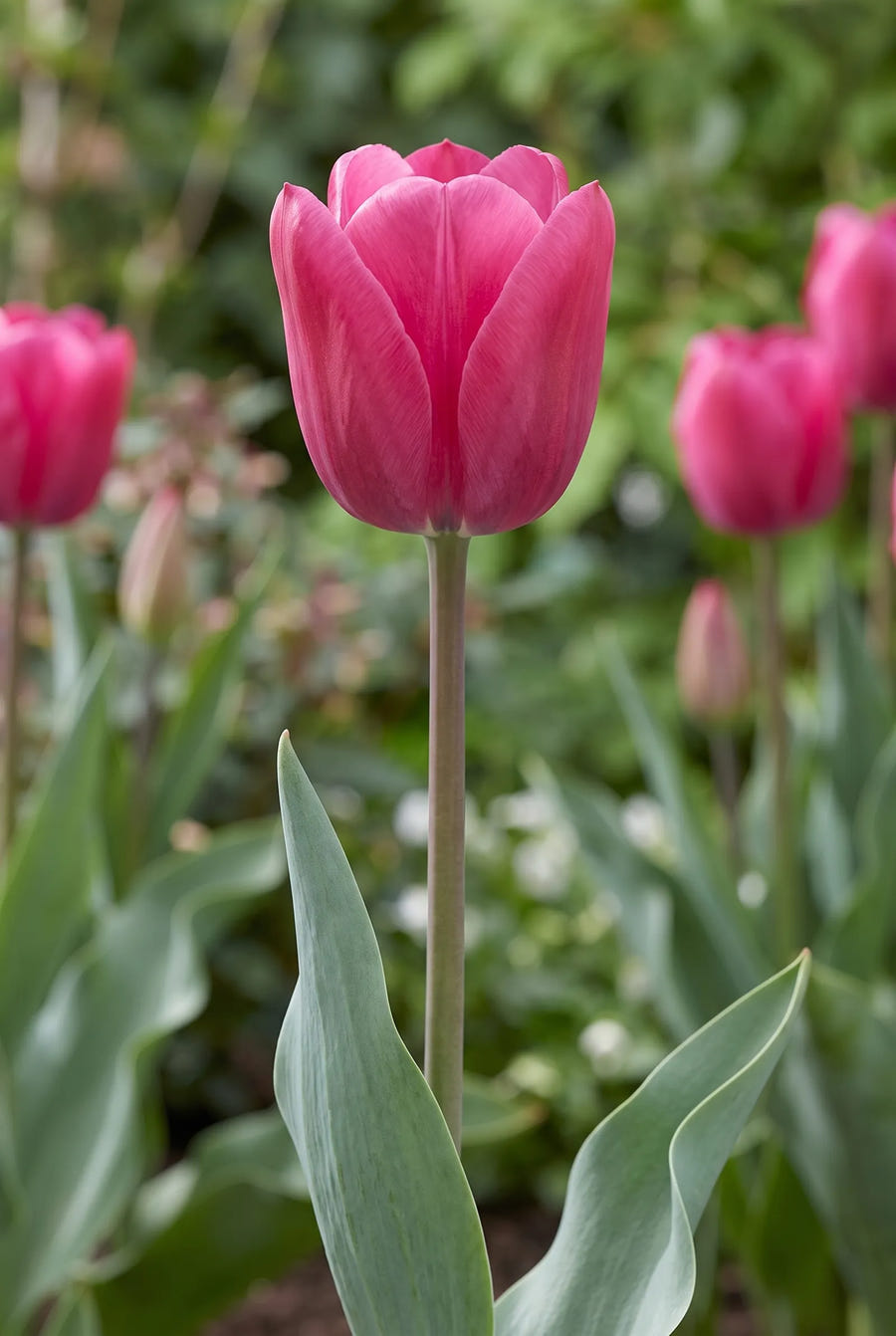 Tulipa Flower Power — close-up van de bloem