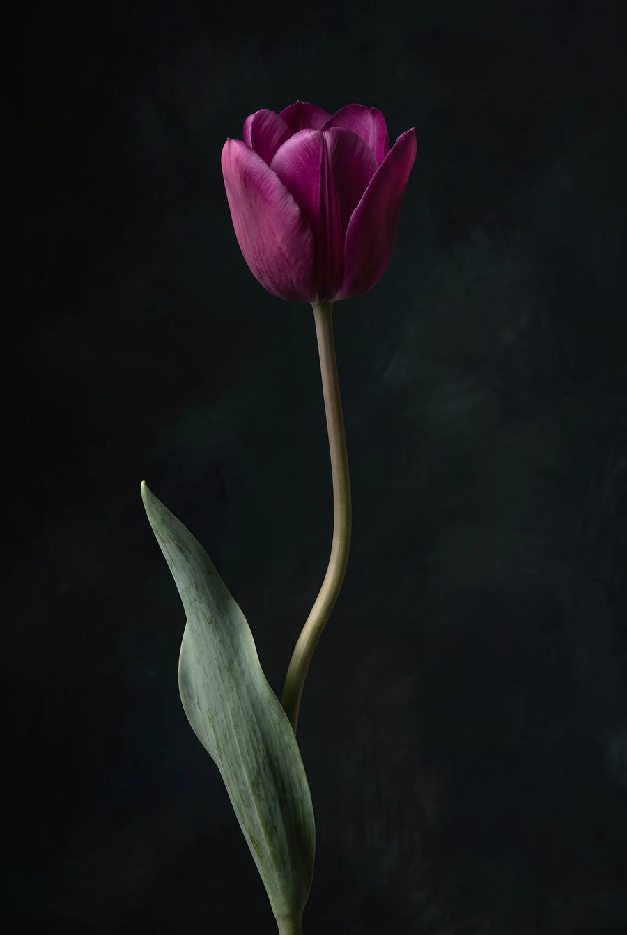 Tulipa Flower Power — sfeerbeeld