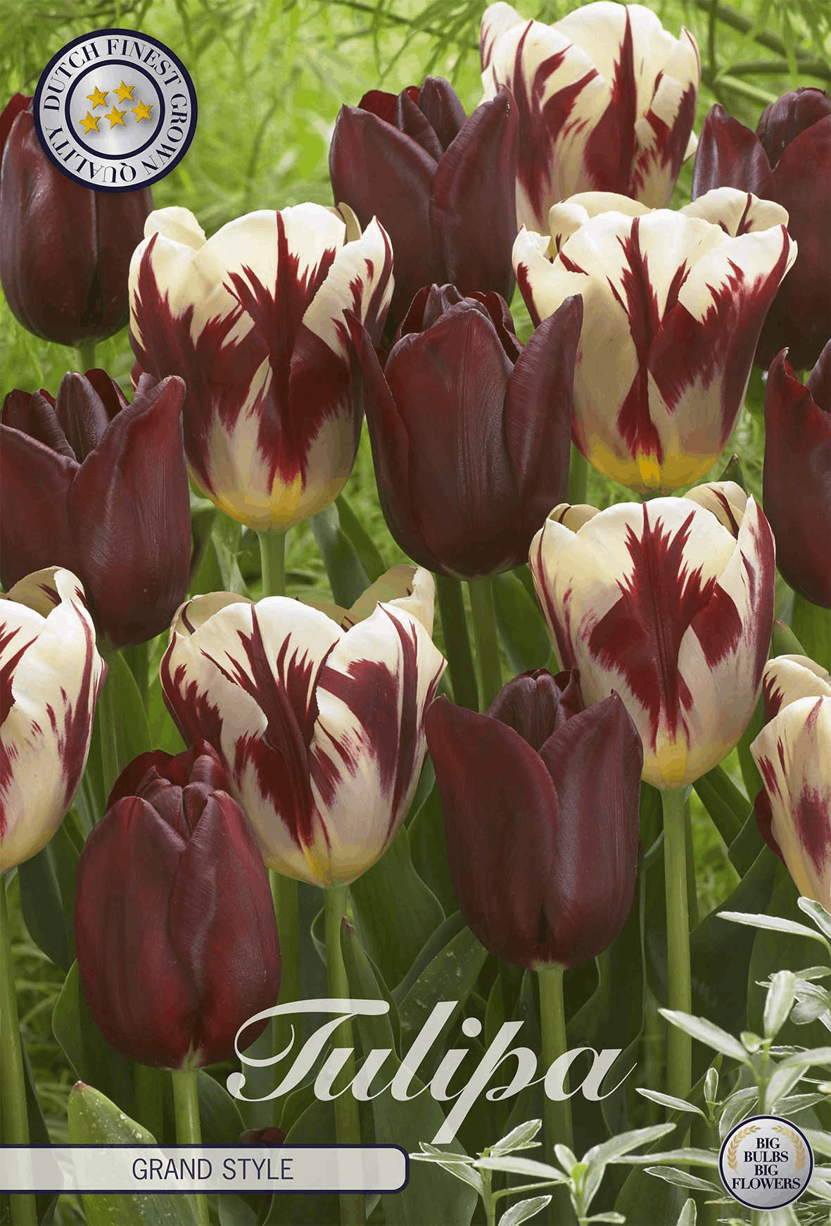 Tulpen in Grand Style