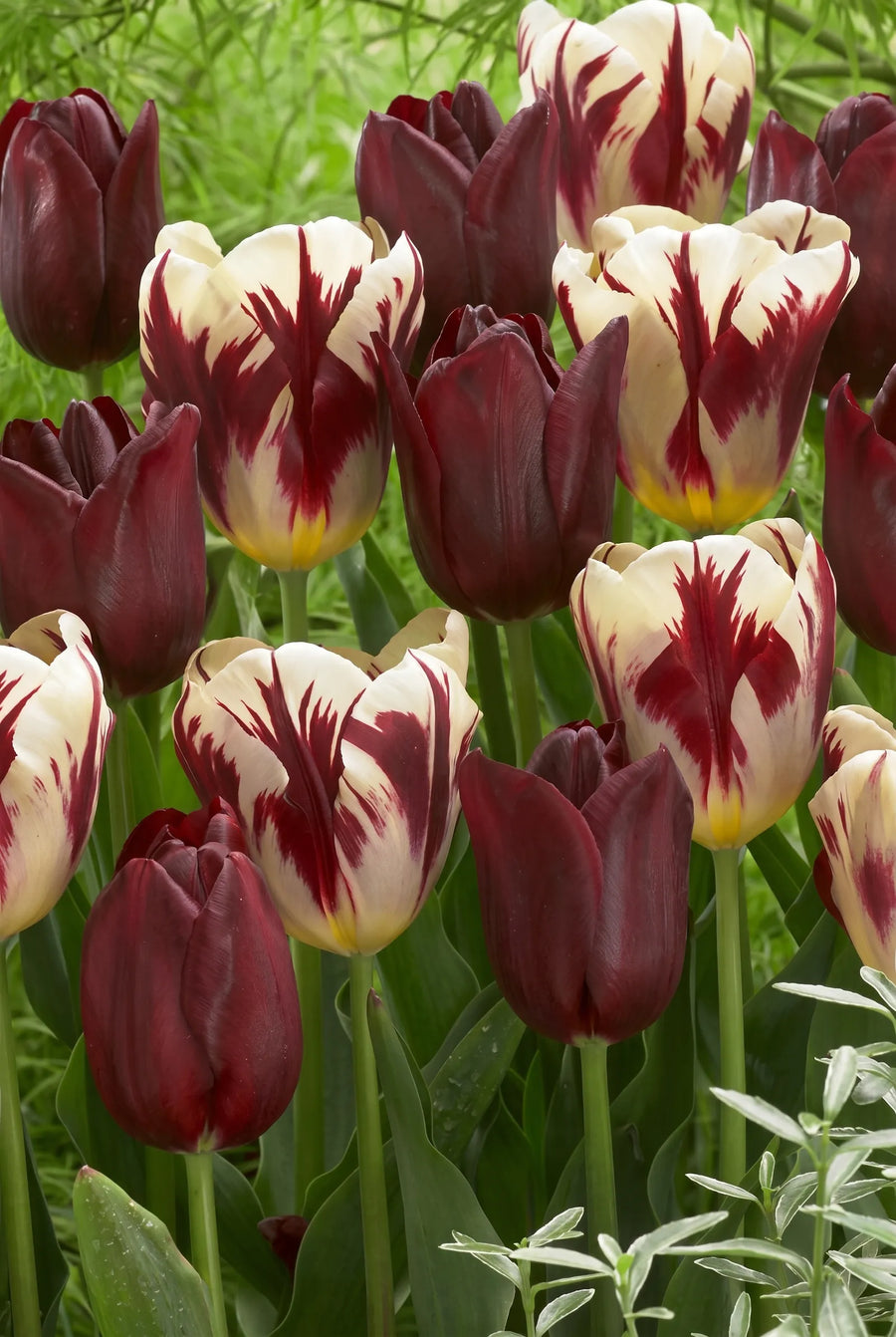 Tulipa Grand Style — in de border