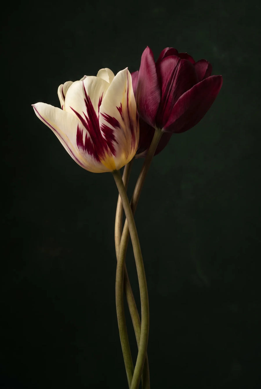 Tulipa Grand Style — sfeerbeeld