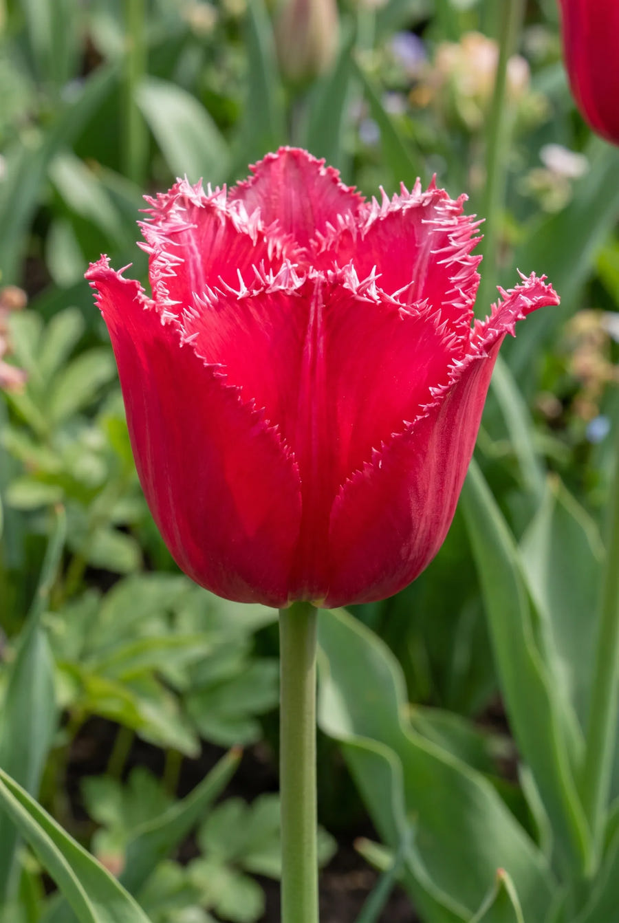 Tulipa Moneymaker — close-up van de bloem