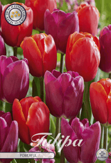Tulp Krachtig