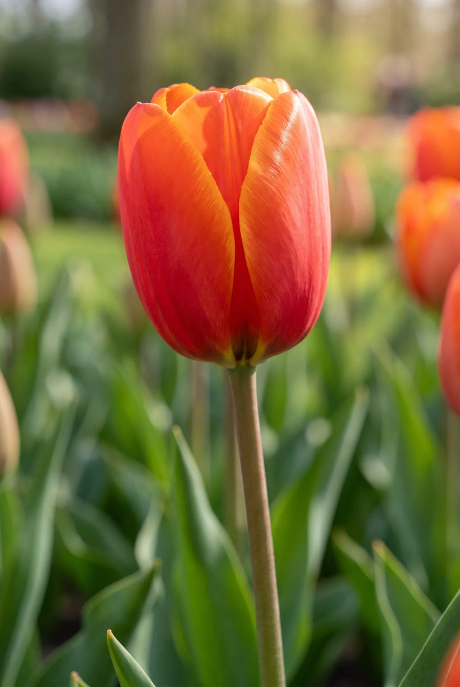 Tulipa Powerful — sfeerbeeld